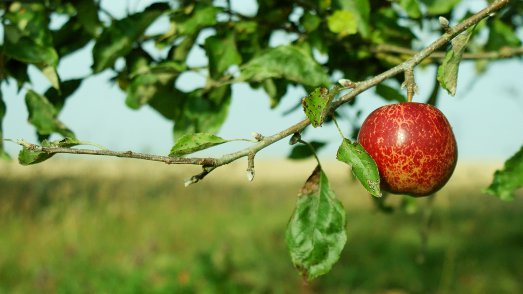 Apple on Tree